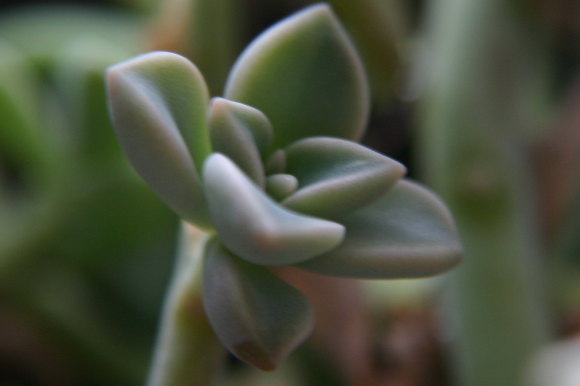 Plant Cropped